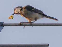 スタッフブログ-5「ご近所探鳥始めました」の続き